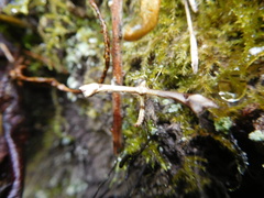 Platyptilia