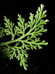 Selaginella monospora
