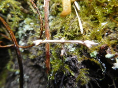 Platyptilia