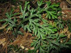 Selaginella monospora