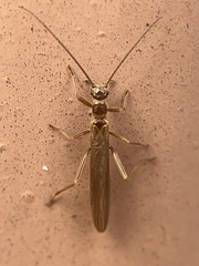 Leuctridae