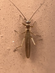 Leuctridae