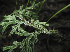 Selaginella monospora