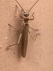 Leuctridae