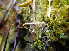 Platyptilia