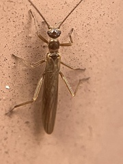 Leuctridae