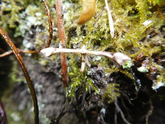 Platyptilia