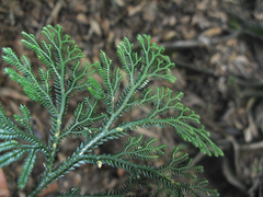 Selaginella monospora