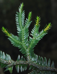 Selaginella monospora
