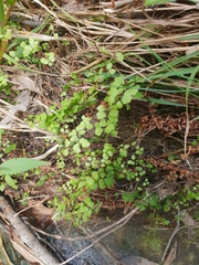 Adiantum