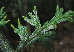 Selaginella monospora