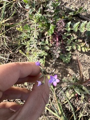 Gilia nevinii