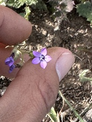 Gilia nevinii