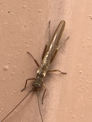 Leuctridae