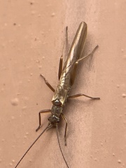 Leuctridae