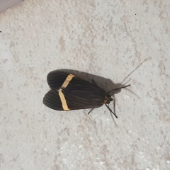Aclytia