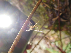 Platyptilia