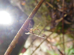 Platyptilia