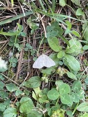 Macaria argillacearia