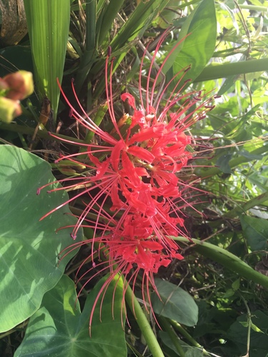 Lycoris radiata