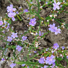 Limonium scabrum scabrum