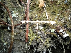 Platyptilia