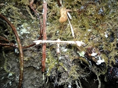 Platyptilia