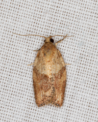 Epiphyas postvittana