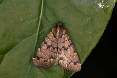 Mormoscopa phricozona