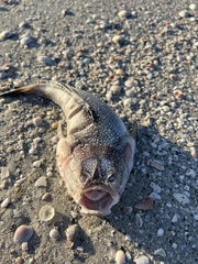 Astroscopus y-graecum