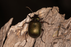 Calosoma schayeri