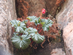 Begonia veitchii