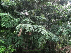 Brownea rosa-de-monte