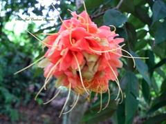 Brownea rosa-de-monte