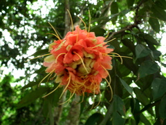 Brownea rosa-de-monte