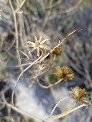 Porophyllum scoparium