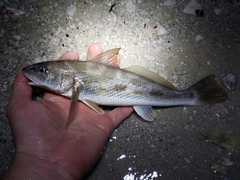 Menticirrhus americanus