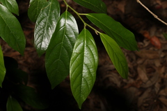 Alangium polyosmoides tomentosum