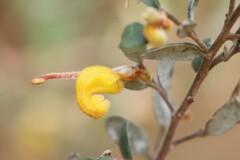 Grevillea chrysophaea