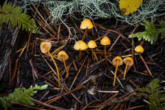 Mycena strobilinoidea