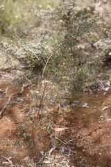 Grevillea chrysophaea