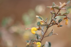 Grevillea chrysophaea