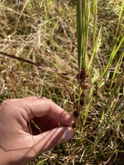 Rhynchospora glomerata