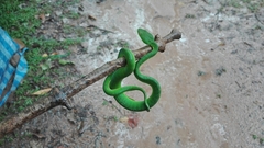Trimeresurus vogeli