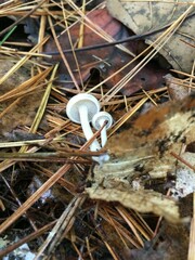 Leucocybe candicans