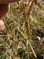 Rhynchospora glomerata