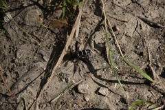 Euodynerus foraminatus