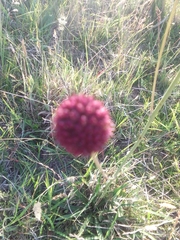 Eryngium sanguisorba