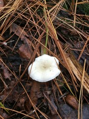 Leucocybe candicans