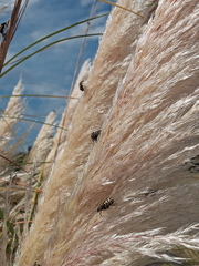 Astylus atromaculatus